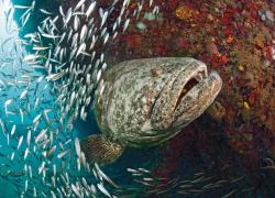 Goliath Grouper scuba diving florida