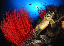A hawksbill sea turtle in Papua New Guinea