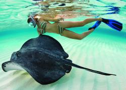 Snorkeling in Grand Cayman: Stingray City
