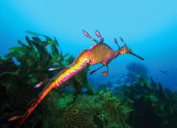 Sea Dragon in a weed bed 