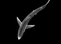 shark in black and white