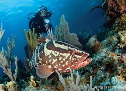 Nassau grouper