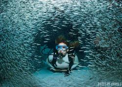 diver and baitfish
