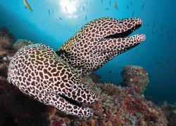 scuba diving maldives