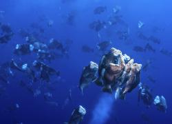 palau spawning bumphead parrotfish