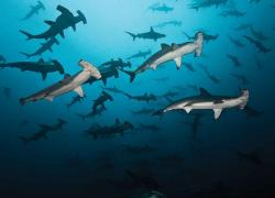 Hammerheads cocos scuba diving