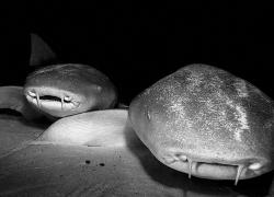 nurse sharks maldives scuba diving