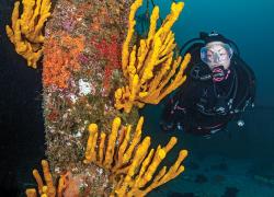 Scuba diving wreck diving