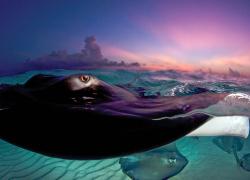 scuab diving stingrays photo