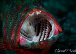 underwater video indonesia