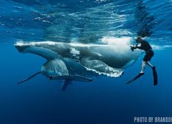 Underwater photographer takes picture of whales