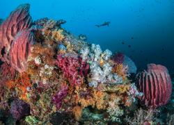 The best secret scuba diving sites from Grand Cayman to Indonesia