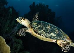 Ambergris Caye, Belize