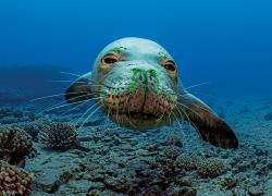 hawaiian monk seals